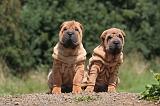 SHAR-PEI 824